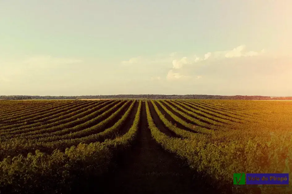 Como funciona o Cadastro Ambiental Rural (CAR)